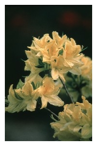 AZALEA x 'Lemon Lights'